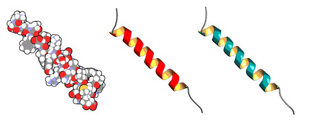 Glucagon peptide hormone. Has blood sugar level increasing effects, balancing the effect of insulin. Left: all atoms shown as conventionally colored spheres. Middle, right: cartoon model.のイラスト素材