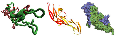 Human Chorionic Gonadotropin (hCG) glycoprotein hormone, chemical structure. Used in fertility treatments and in vitro fertilization. Detected in pregnancy tests. Multiple representations.のイラスト素材