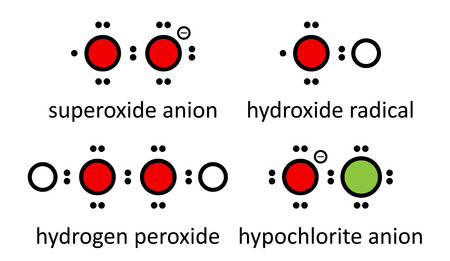 Reactive oxygen species (ROS): superoxide anion, hydroxide radical, hydrogen peroxide and hypochlorite anion. Lewis electron dot diagrams; atoms shown as color coded circles: hydrogen (white), oxygen (red), chlorine (green).のイラスト素材