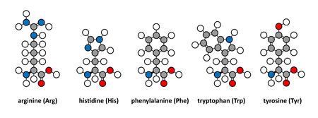 Arginine, histidine, phenylalanine, tryptophan and tyrosine amino acids. Stylized 2D renderings.のイラスト素材