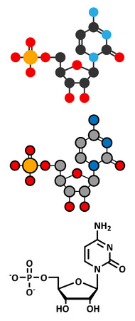 Cytidine monophosphate (CMP, cytidylate) RNA building block molecule. のイラスト素材