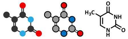 Thymine (T) nucleobase molecule. のイラスト素材