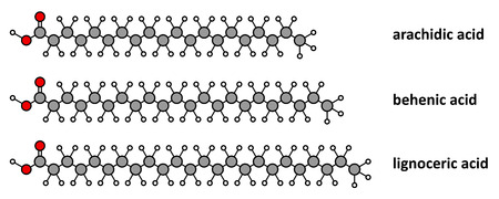 Saturated fatty acids: arachidic, behenic and lignoceric acid. Long chain saturated fatty acids. Stylized 2D renderings.のイラスト素材