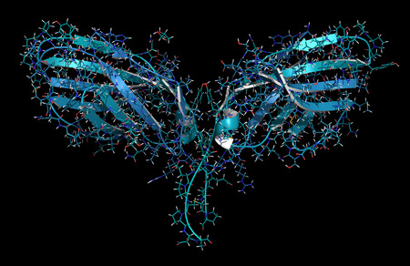 CTLA-4 (Cytotoxic T-lymphocyte-associated protein 4, CD152) protein. CTLA4 blocking antibodies are used in cancer therapy (immune checkpoint blockade therapy). Cartoon + line representation. Apo homodimer.の写真素材