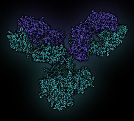 IgG1 monoclonal antibody (immunoglobulin). Many biotech drugs are antibodies. Atoms are shown as color-coded spheres. Light chain shaded blue, heavy chain cyan.の写真素材
