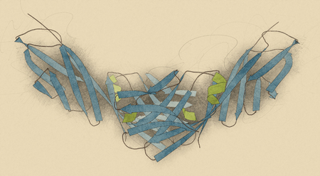 CD4 surface protein. Glycoprotein present on a number of white blood cell types, including the CD4+ helper cells. 3D illustration. Cartoon representation with secondary structure coloring (blue sheets, green helices).の写真素材