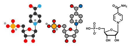 Nicotinamide mononucleotide molecule. Stylized 2D renderings and conventional skeletal formula. Precursor of NAD+.のイラスト素材