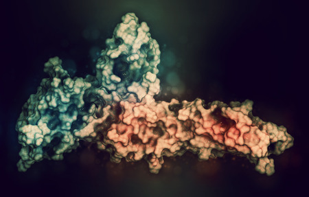 Programmed cell death 1 (PD-1, CD279, blue) immune checkpoint protein bound to programmed death-ligand 1 (PD-L1, red) protein, 3D rendering. PD-L1 is  produced by tumors to suppress the immune system. Blockers of the PD-L1 and PD-1 interaction are an impoの写真素材