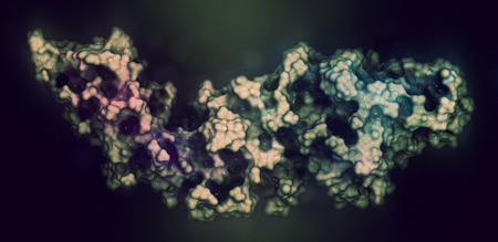 Peptidylarginine deiminase 4 (PAD4, SNP variant) enzyme. Catalyzes citrullination of proteins, i.e. conversion of arginine residues to citrulline (post-translational modification). 3D rendering based on protein data bank entry 3apn. Cartoon representationの写真素材