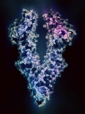 P-glycoprotein 1 (P-gp) multidrug transporter protein. Efflux pump that pumps many drugs out of cells. Involved in multidrug resistance of cancers. 3D rendering based on protein data bank entry 5kpi. Cartoon representation combined with semi-transparent sの写真素材