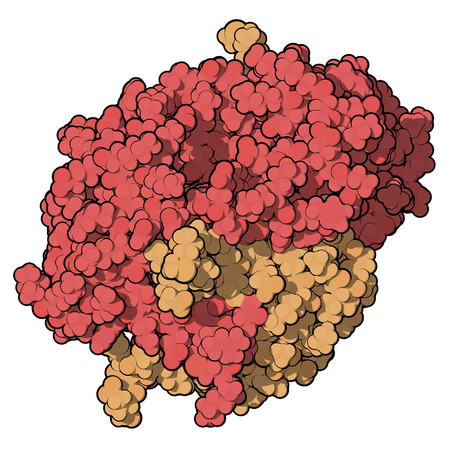 Calprotectin protein. Antimicrobial protein that is capable of sequestering the essential nutrients manganese and zinc. Used as biomarker of inflammatory bowel disease. 3D rendering based on protein data bank entry 4xjk. Atoms shown as color-coded spheres