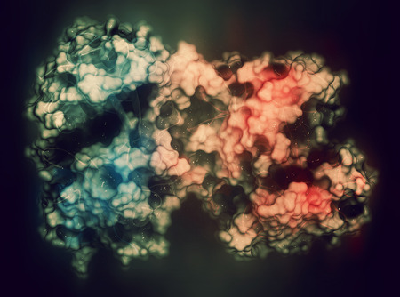 Lactoferrin protein. Lactoferrin is an iron-binding protein that is part of the innate immune system. It is involved in the binding and transport of iron ions but also has antimicrobial properties. 3D rendering based on protein data bank entry 1b0l. Cartoの写真素材