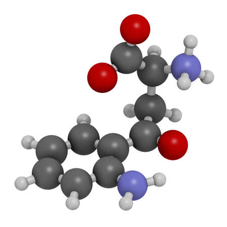 Kynurenine molecule. 3D rendering. Atoms are represented as spheres with conventional color coding: hydrogen (white), carbon (grey), oxygen (red), nitrogen (blue).の写真素材