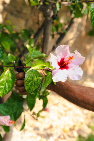 Gardener pruning hibiscus branch with shears during outdoor seasonal plant careの写真素材
