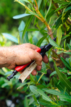 Gardener hand pruning green leaves with red shears in outdoor garden maintenanceの写真素材