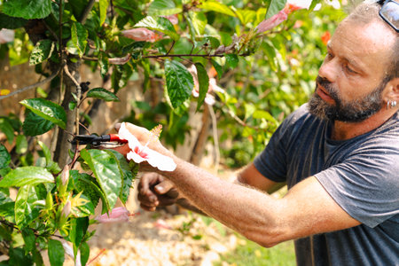 Gardener trimming green bush with pruning shears during seasonal outdoor care