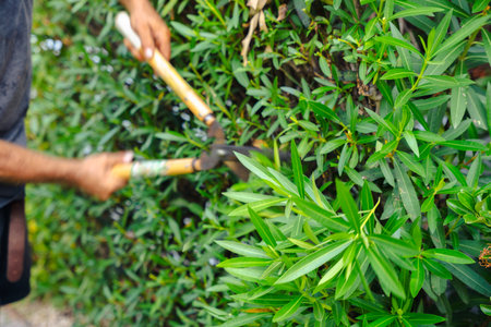 Gardener trimming green bush with pruning shears during seasonal outdoor care