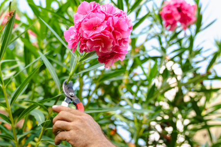 Gardener pruning pink flowers on tall bush outdoor seasonal garden care workの写真素材
