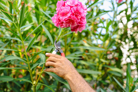 Gardener pruning pink flowers on tall bush outdoor seasonal garden care workの写真素材