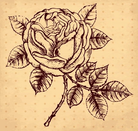 hand drawn vintage illustration with roseのイラスト素材