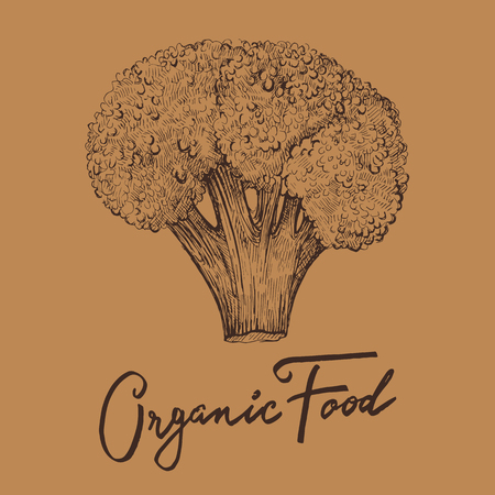 Hand drawn vector illustration with broccoli. Organic foodのイラスト素材