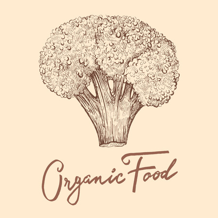 Hand drawn vector illustration with broccoli. Organic foodのイラスト素材