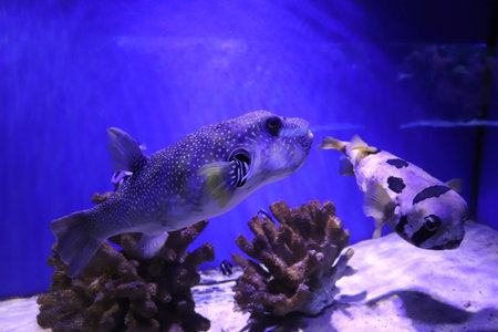 delicacy in Japan: puffer fish, pufferfish in an aquariumの写真素材