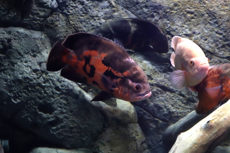 Colored sea fish in a large aquarium with lightingの写真素材