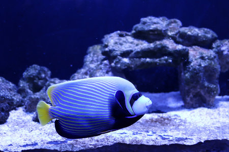 Colored sea fish in a large aquarium with lightingの写真素材