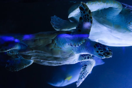 Large marine, oceanic turtle in an illuminated aquariumの写真素材