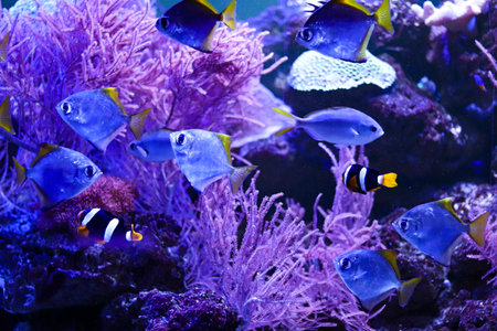 colored clown fish in an aquarium with lightingの写真素材