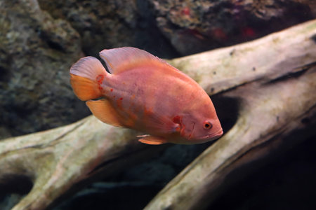 Colored sea fish in a large aquarium with lightingの写真素材