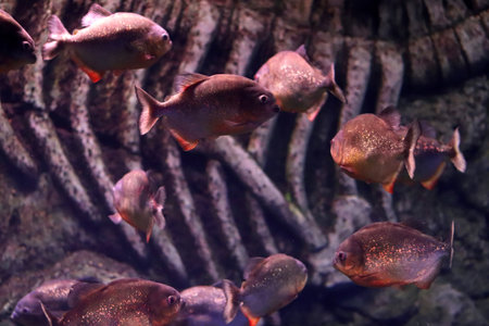 Colored sea fish in a large aquarium with lightingの写真素材