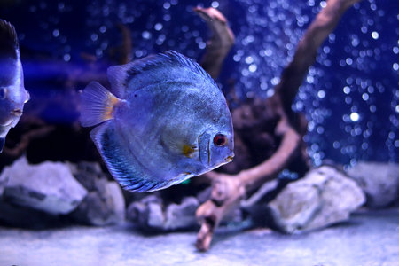 Colored sea fish in a large aquarium with lighting