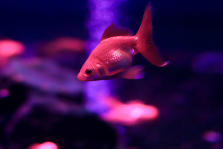 Colored sea fish in a large aquarium with lightingの写真素材