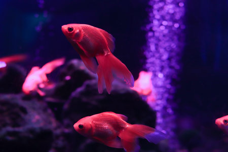 Colored sea fish in a large aquarium with lightingの写真素材