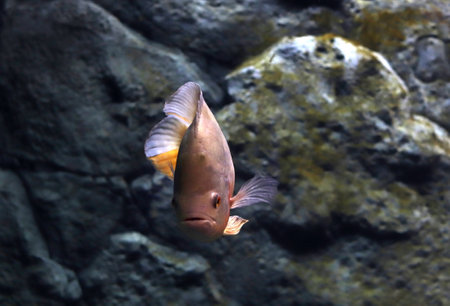 Colored sea fish in a large aquarium with lightingの写真素材