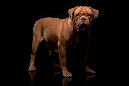 French Mastiff Dogue de Bordeaux Studio Shotの写真素材