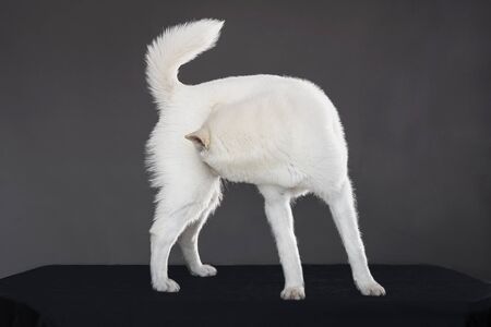 Kishu Inu white japanese beautiful dog middle sizeの写真素材
