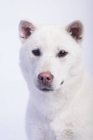 Kishu Inu white japanese beautiful dog middle sizeの写真素材