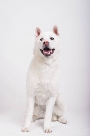Kishu Inu white japanese beautiful dog middle sizeの写真素材