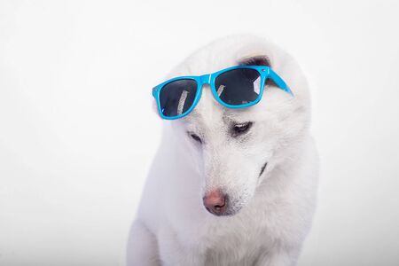 Kishu Inu white japanese beautiful dog middle sizeの写真素材
