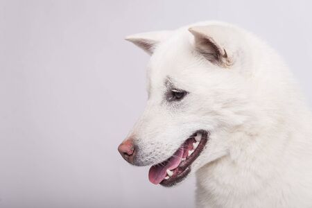 Kishu Inu white japanese beautiful dog middle sizeの写真素材