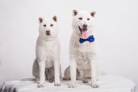 Kishu Inu white japanese beautiful dog middle sizeの写真素材