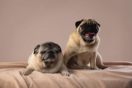 old new year pug on studioの写真素材