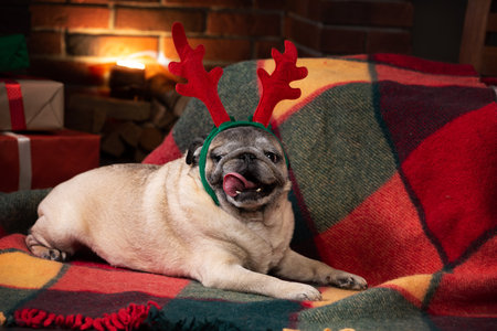 old new year pug on studioの写真素材