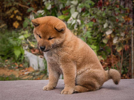 small little shiba inu puppiesの写真素材