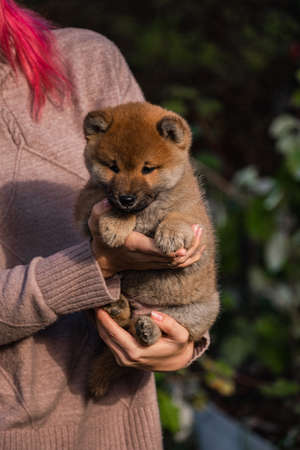 small little shiba inu puppiesの写真素材