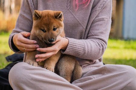 small little shiba inu puppiesの写真素材