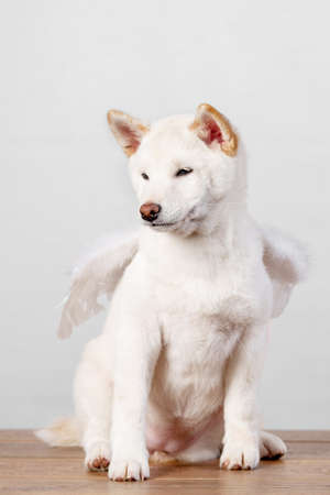 white new year christmas shiba inu shikoku hokkaido dogの写真素材